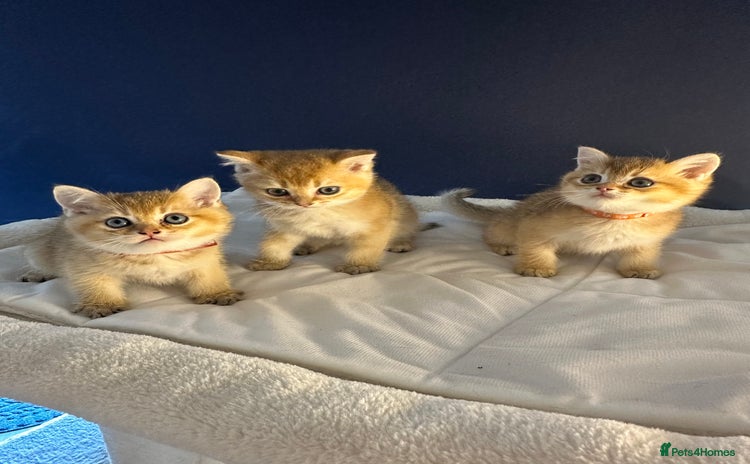 British Shorthair cats - Advert 14