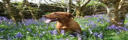 Labrador Retriever dogs for sale: Labrador Dog Pup - Advert 5