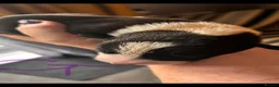 Mixed Breed dogs for sale: Colli/lurcher puppies  in Exeter - Advert 25