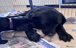 Labrador Retriever dogs for sale: 🩷Two Girls🩷 Fully Vaccinated-KC Labrador Puppies in Launceston - Image 11