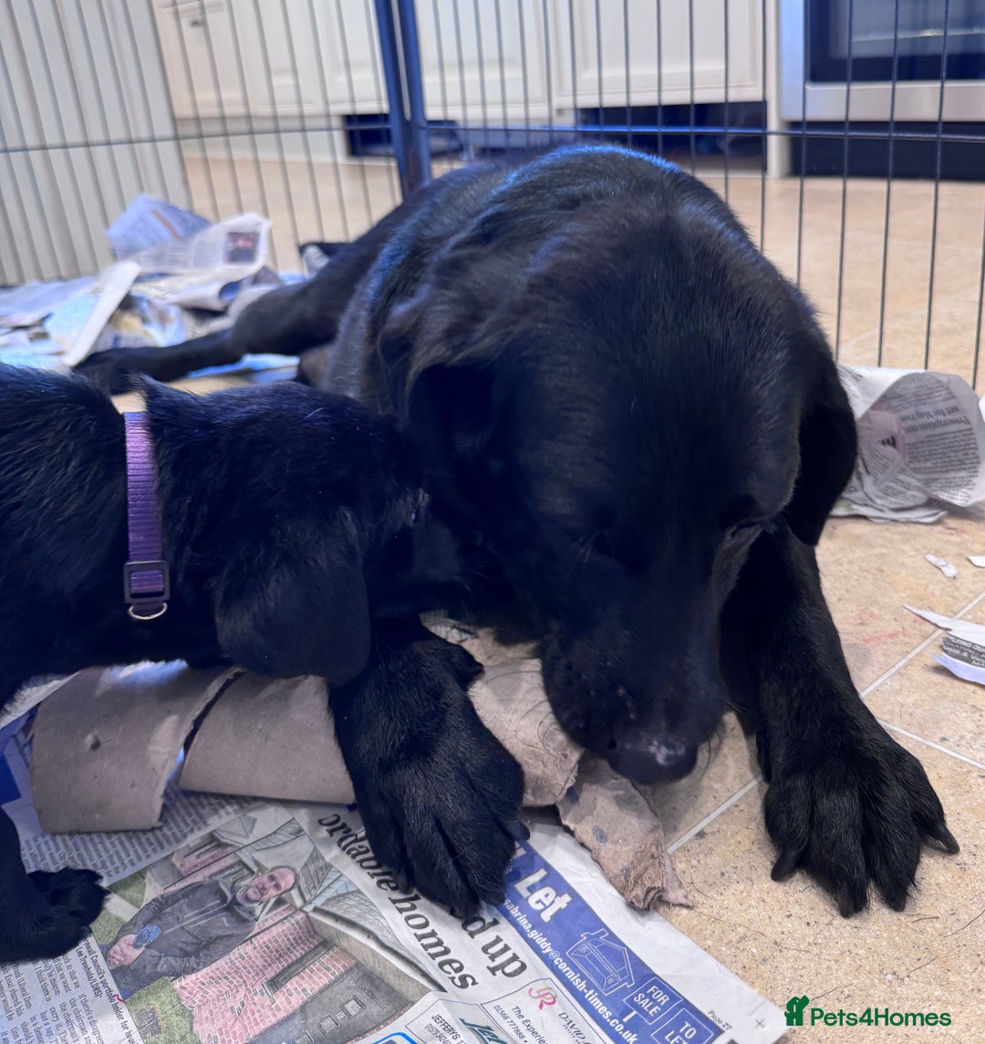 Labrador Retriever dogs for sale: 🩷Two Girls🩷 Fully Vaccinated-KC Labrador Puppies in Launceston - Image 11