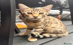 Savannah cats for sale: African bloodline, savanna kittens - Image 18