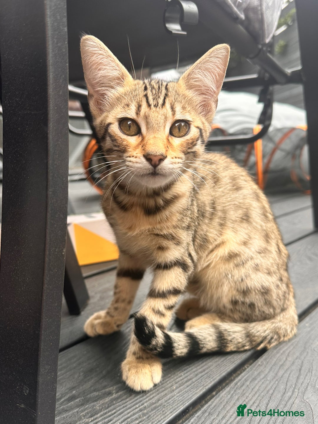 Savannah cats for sale: African bloodline, savanna kittens - Image 18