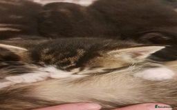 Mixed Breed cats for sale: Kittens for sale - Image 2