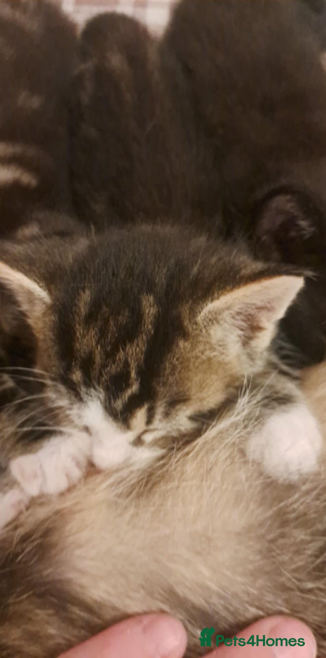 Mixed Breed cats for sale: Kittens for sale - Image 2