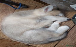 Mixed Breed dogs for sale: Huskita malamutes - Image 9