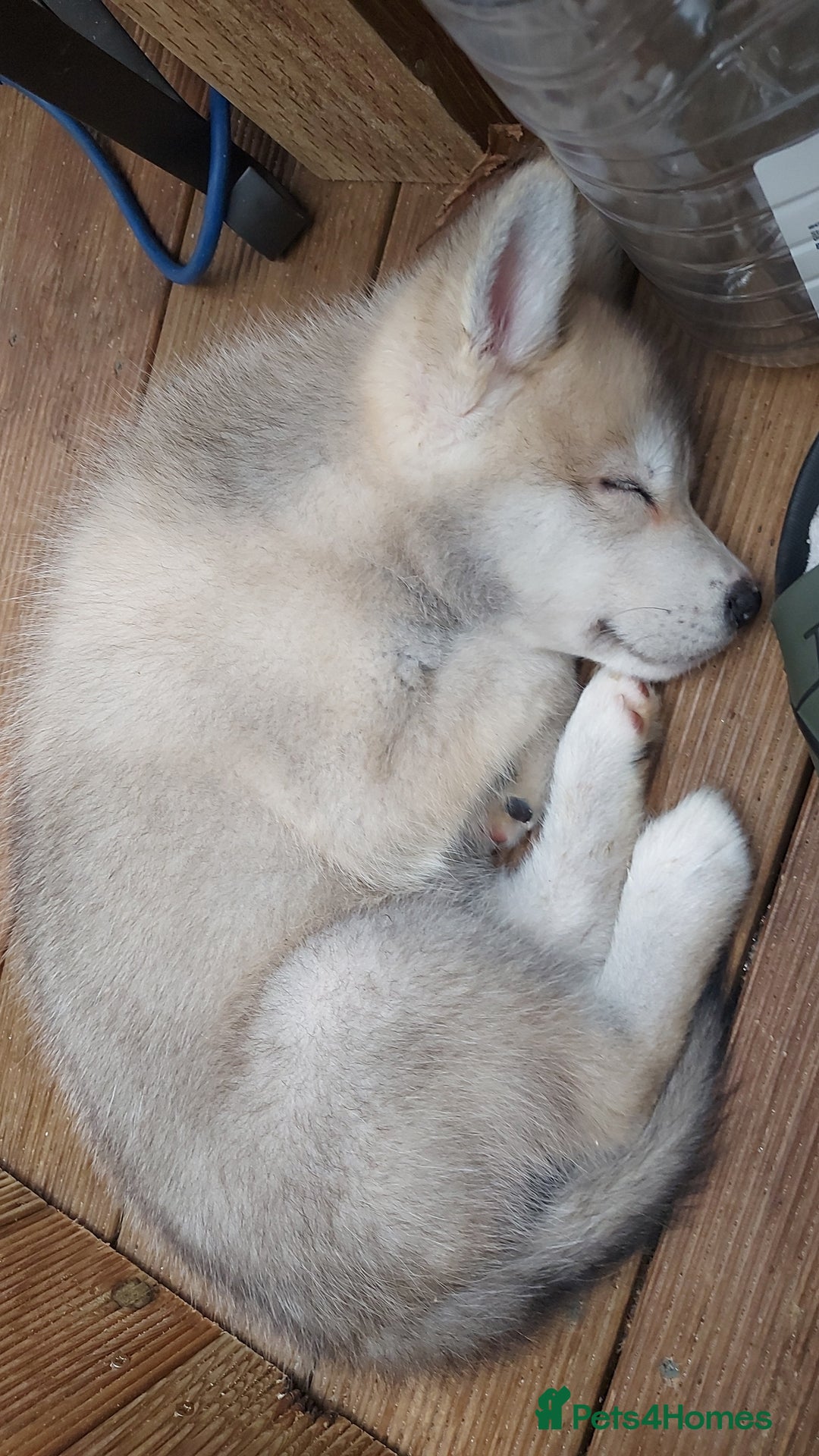 Mixed Breed dogs for sale: Huskita malamutes - Image 9