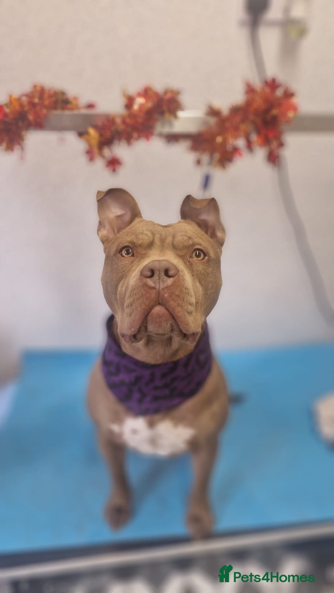 Mixed Breed dogs for sale: American bully/Pit x Rhodesian Ridgeback  - Advert 12