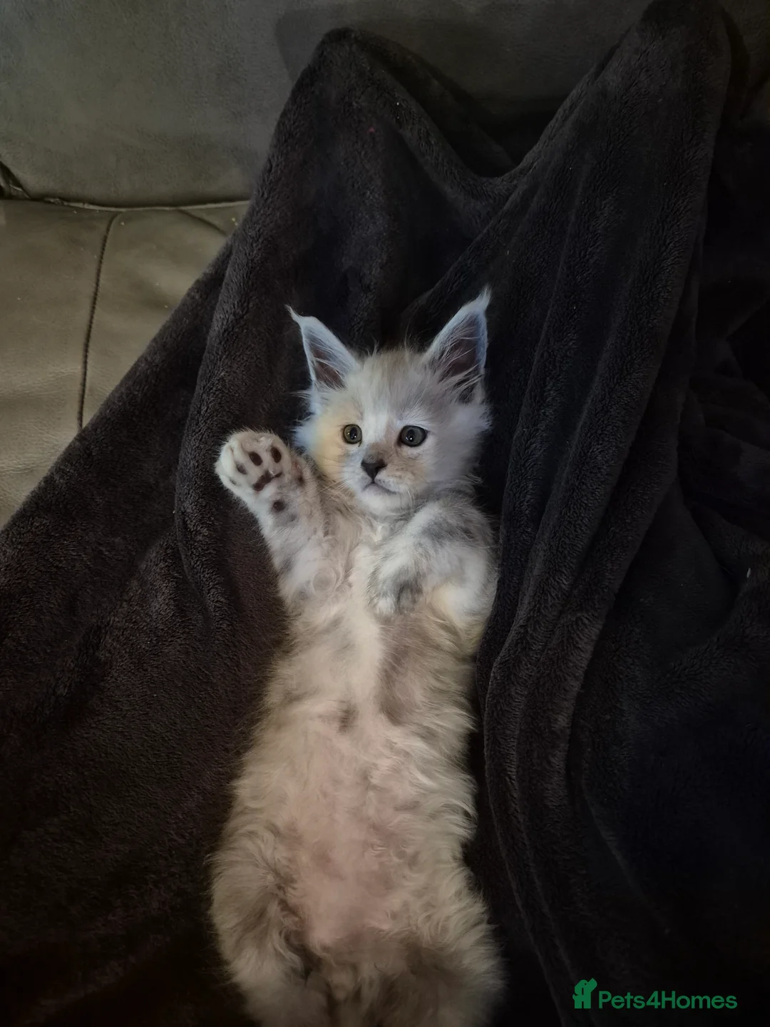 Maine Coon cats for sale: Tica registered Maine Coon kittens - Advert 21