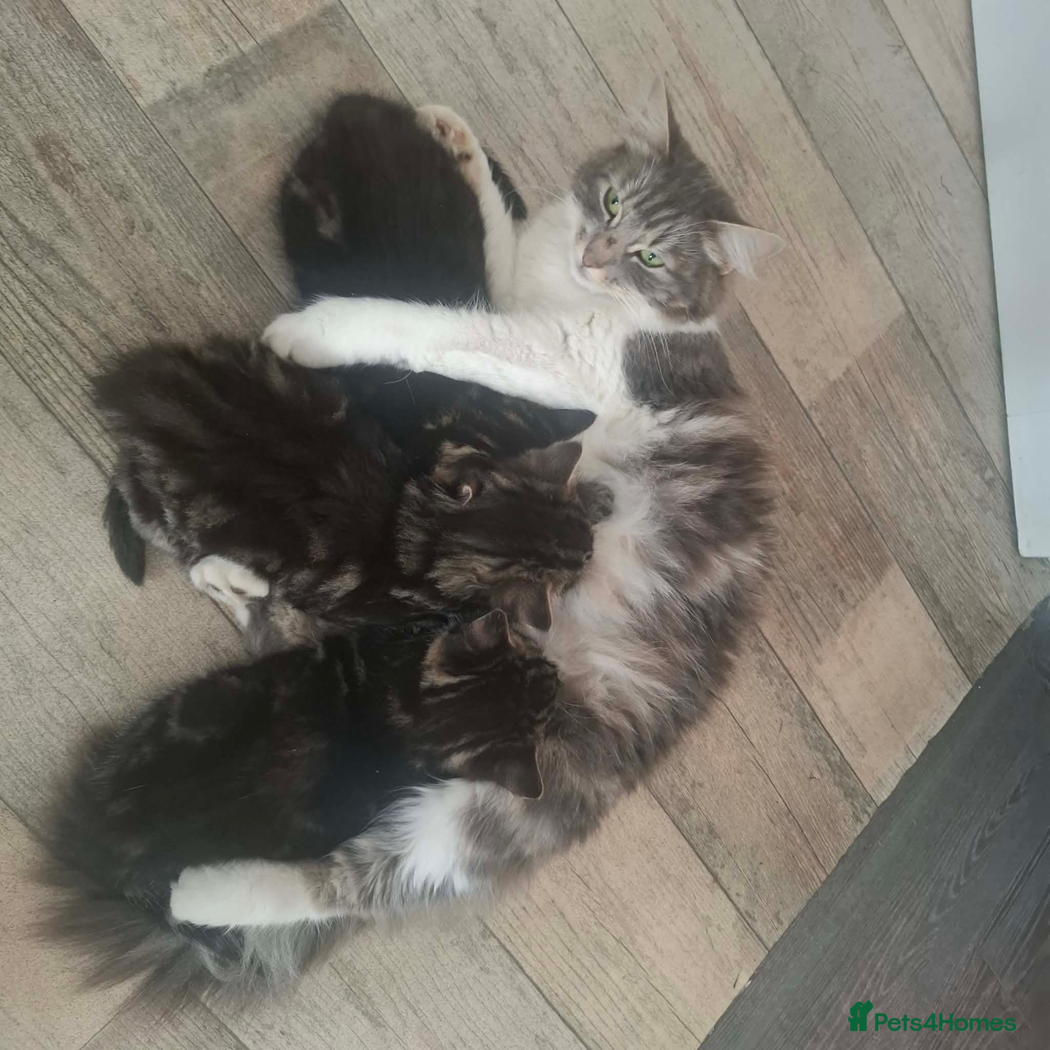 Norwegian Forest Cat cats Three beautiful kittens-ready 29. March - Advert 17