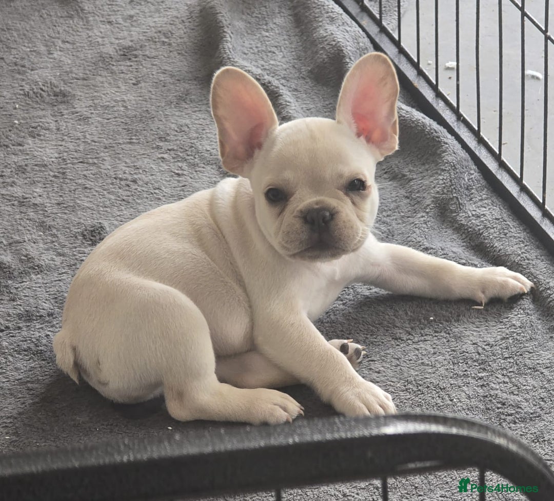 French Bulldog dogs for sale:  French bulldogs looking for their forever home in Lincoln - Image 17