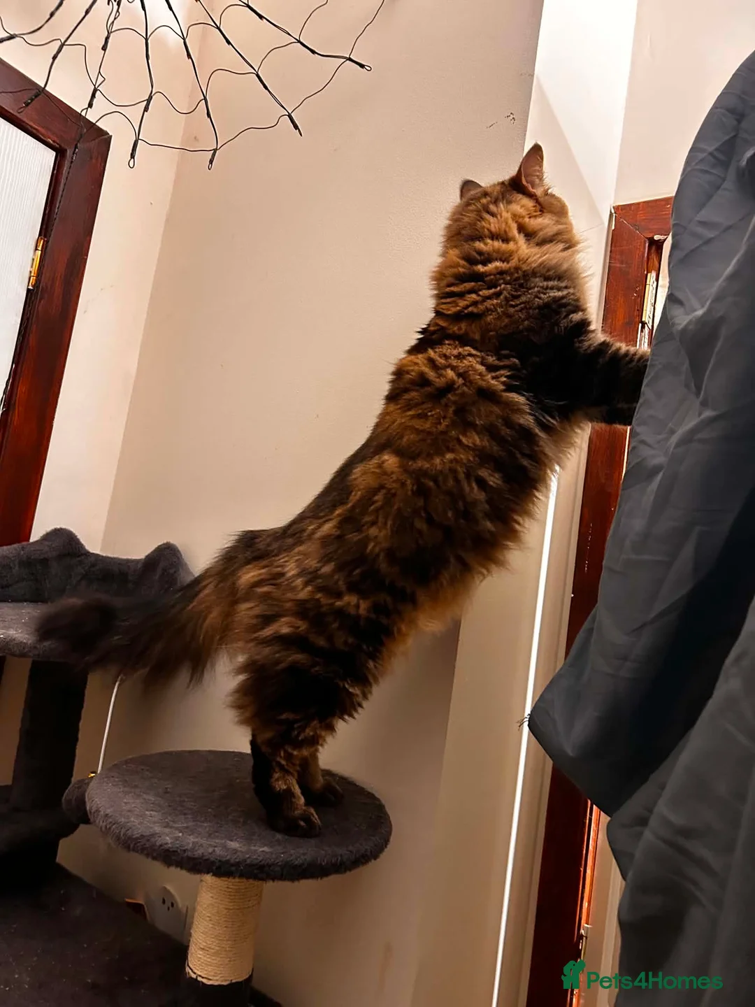 Mixed Breed cats for sale: Friendly female cat - Advert 15