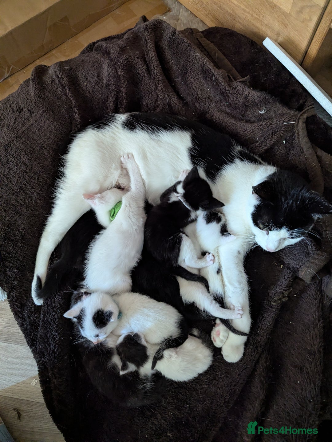 Mixed Breed cats for sale: Kittens - Advert 2