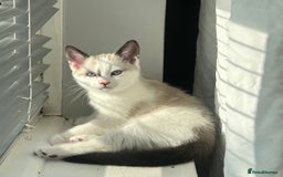 Domestic Shorthair cats for sale: Amazingly Tame, Beautiful Female Kittens  - Image 6