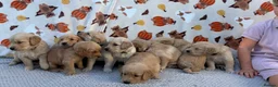 Golden Retriever dogs for sale: Beautiful golden retriever puppies - Advert 9