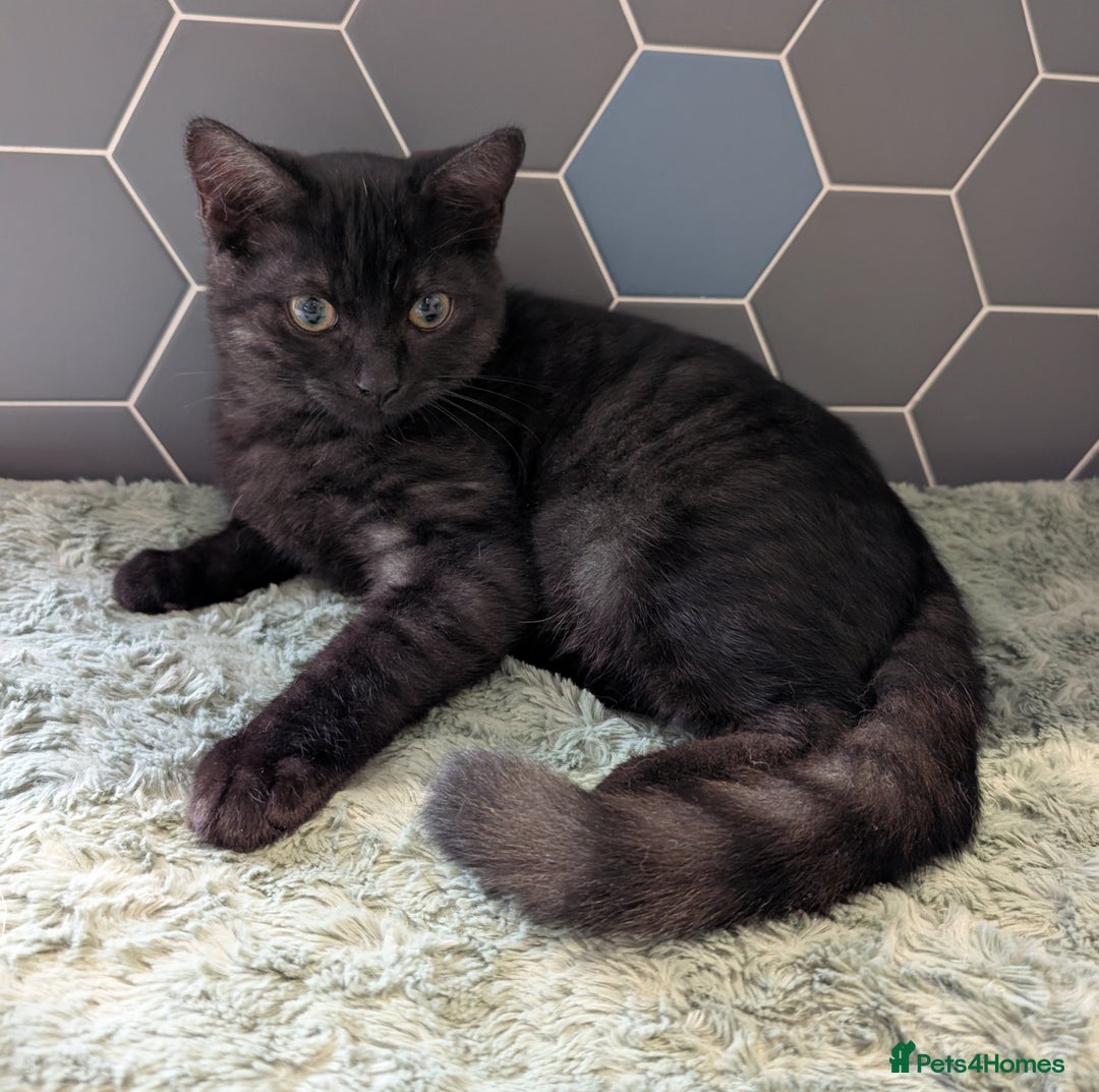 Selkirk Rex cats for sale: 😻 Stunning Selkirk Rex Mix Kittens 😻 - Image 29