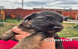 German Shepherd dogs for sale: Last German Shepherd girl remaining  - Image 17