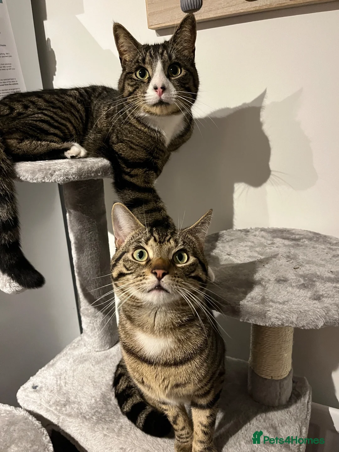 Domestic Shorthair cats for sale: Rehoming 2 male cats - Advert 2
