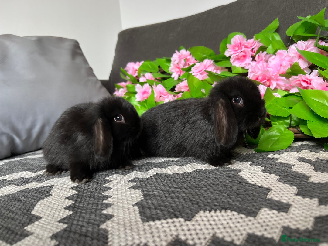 Mini Lop rabbits for sale: Stunning litter of 5 MINI LOPS ready to reserve  - Image 7