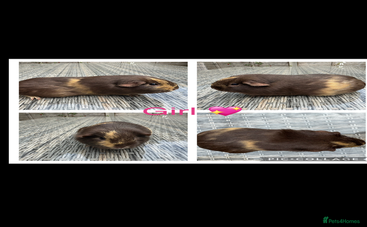 Guinea Pig rodents - Advert 14