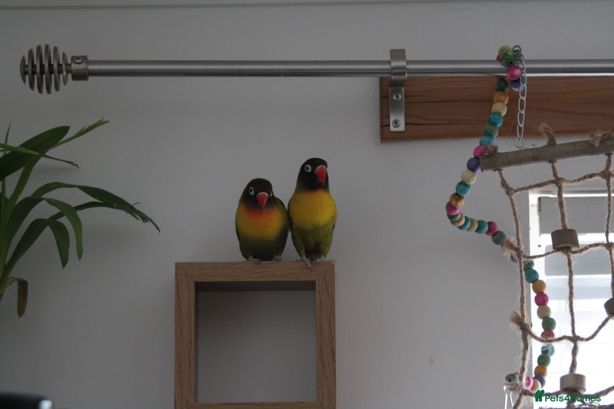 Lovebirds birds lovebirds needing rehomed - Advert 1