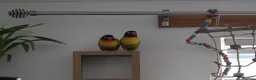 Lovebirds birds for sale: lovebirds needing rehomed in Shotts - Advert 1