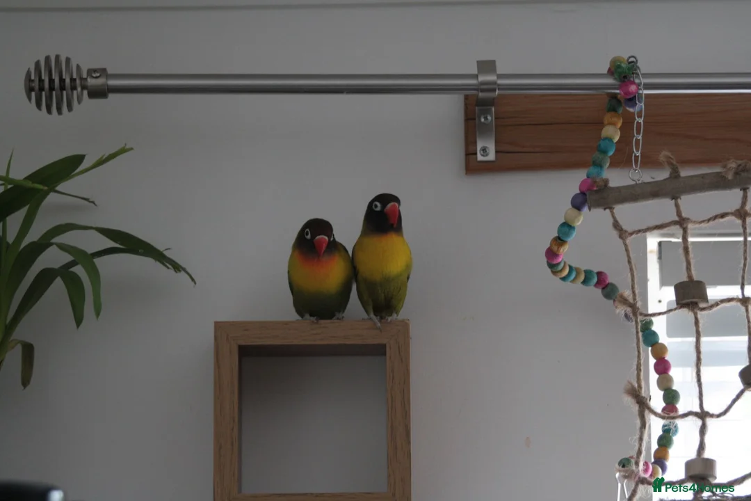 Lovebirds birds for sale: lovebirds needing rehomed in Shotts - Advert 1