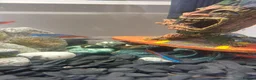 Tetras fish for sale: Beautiful Aquarium with Guppies & Tetras - Advert 3