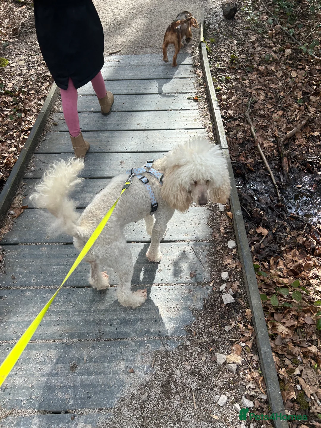 Mixed Breed dogs for sale: Lovely poodle bitch  - Advert 1