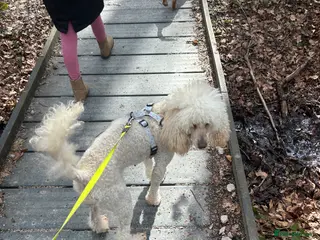 Mixed Breed dogs Lovely poodle bitch - Advert 17