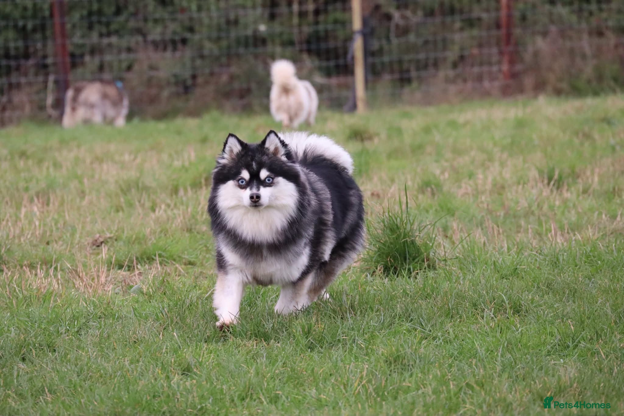Pomsky dogs Pomsky litter coming - Advert 2
