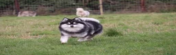 Pomsky dogs for sale: Pomsky litter coming - Advert 1