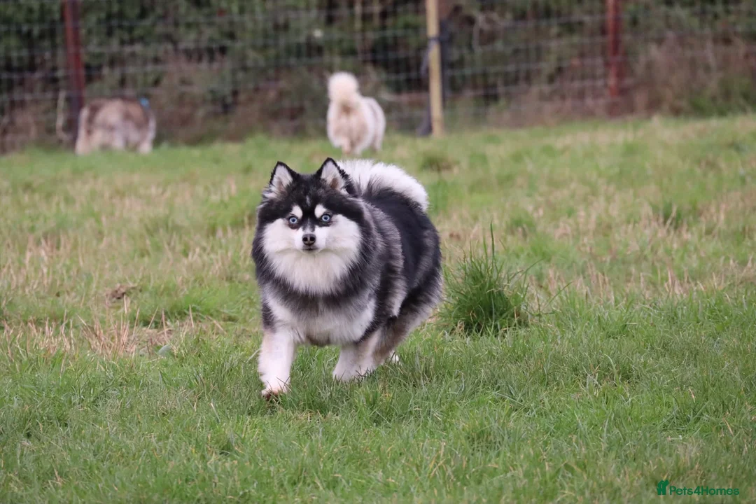 Pomsky dogs for sale: Pomsky litter coming - Advert 1