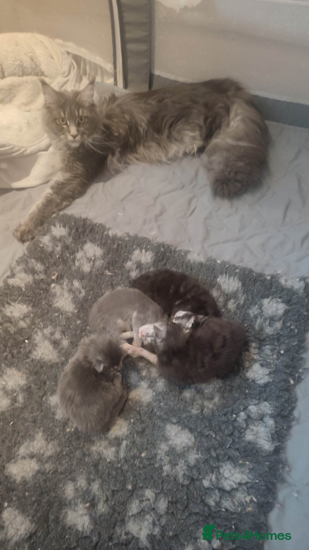Maine Coon cats for sale: Tica Reg and fully health tested - Advert 14