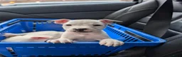Mixed Breed dogs for sale: **READY NOW**8 staffyxEnglish bull terrier puppies - Advert 9
