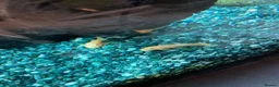 Plecos fish for sale: Blue-eye lemon Bristlenose pleco juveniles  - Advert 8