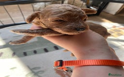 Cockapoo dogs for sale: Toy cockapoos f2b 5 gorgeous teddy bears - Image 10