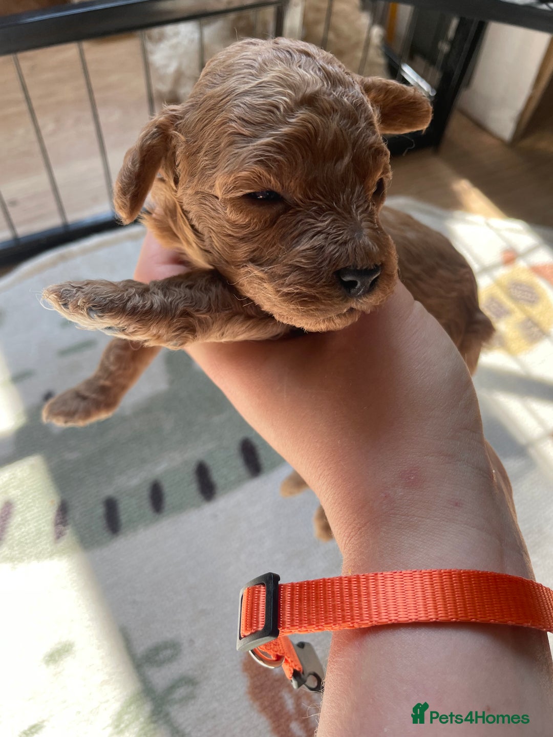 Cockapoo dogs for sale: Toy cockapoos f2b 5 gorgeous teddy bears - Image 10