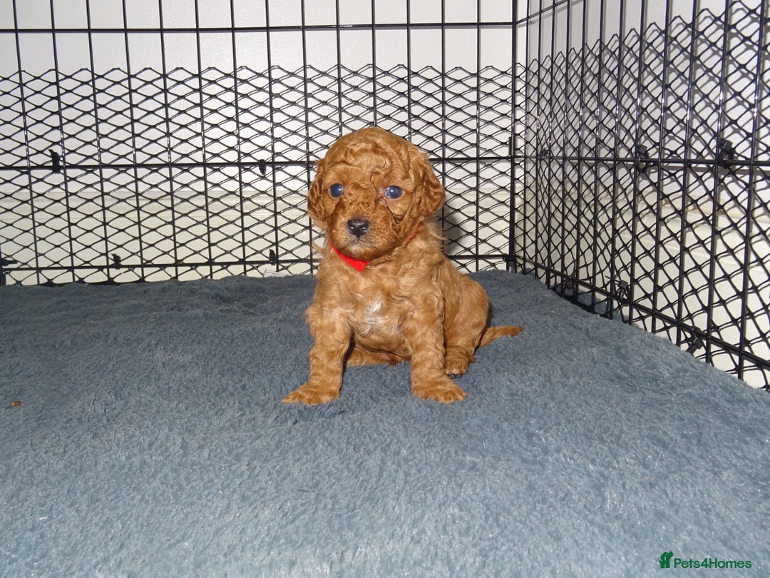 Maltipoo dogs for sale: 🐾 F1b Maltipoo Puppies – Ready Early January 🐾 - Advert 23