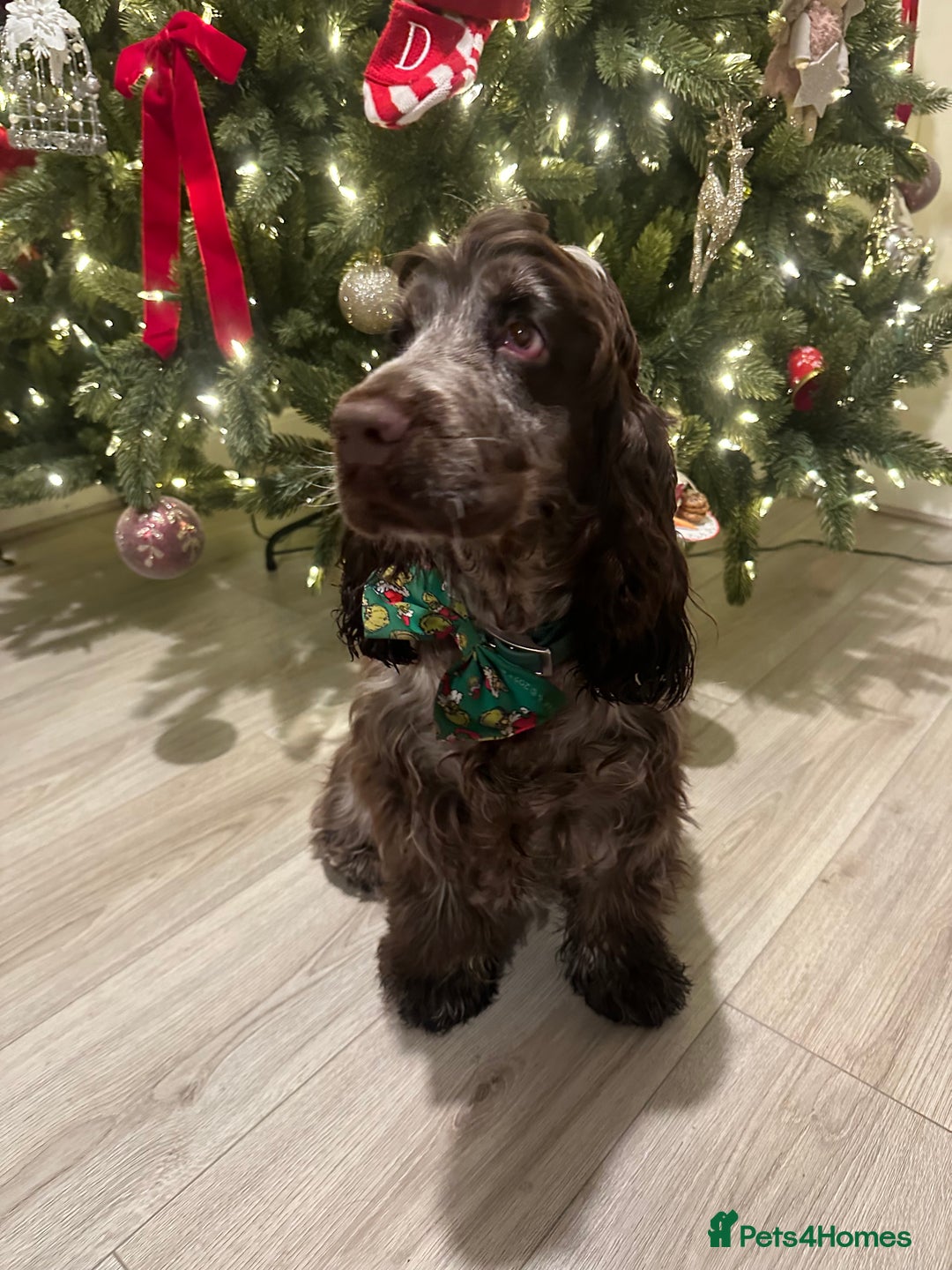 Cocker Spaniel dogs for sale: Show cocker spaniel for sale  - Advert 4