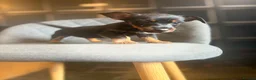 Mixed Breed dogs for sale: Welsh Terrier x Jack Russell Puppies Ready To Go in Wigan - Advert 7