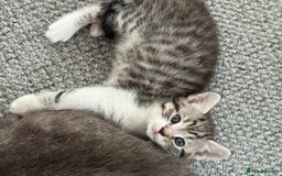 British Shorthair cats for sale: Beautiful half BSH Kittens  - Image 13