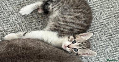 British Shorthair cats - Advert 15