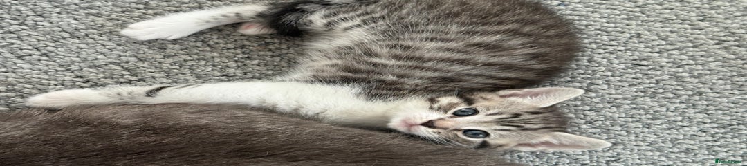 British Shorthair Kitten 2