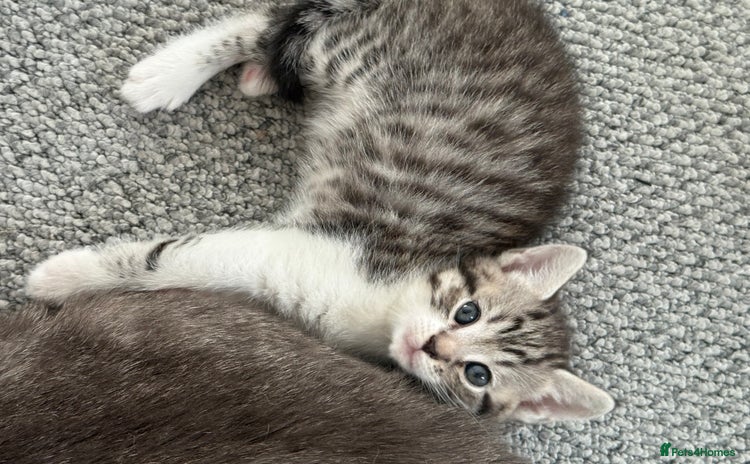 British Shorthair cats - Advert 1