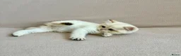 British Shorthair cats for sale: 🐾 Purebred Golden BSH kittens 🐾  in Leeds - Advert 11