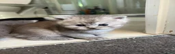 Persian cats for sale: British Persians  - Advert 12