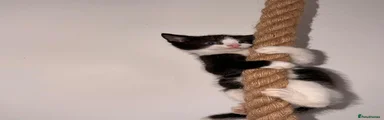 Mixed breed kitten 1