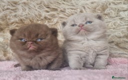 British Shorthair cats for sale: Tica registered British Shorthair kittens Champion - Image 3