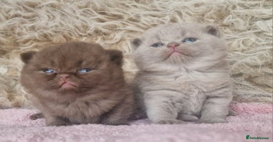 British Shorthair cats - Advert 14